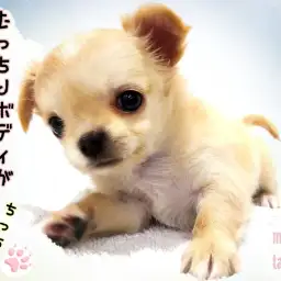 【 チワワ 】ビジュアルよし! 抱き心地よし!性格よし!むっちりボディの癒し系!