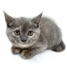 ブリティッシュショートヘア