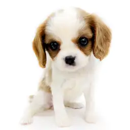 キャバリア・キングチャールズ・スパニエル