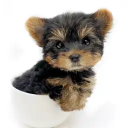 ヨークシャーテリア