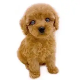 トイ・プードル