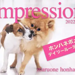 【 ホンハネルーティーン 】ポメラニアンの日常とトレーニング状況をご紹介