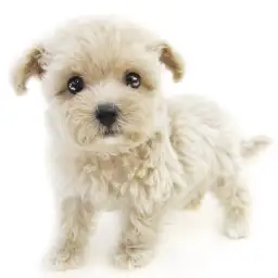 MIX（トイプードル×マルチーズ）