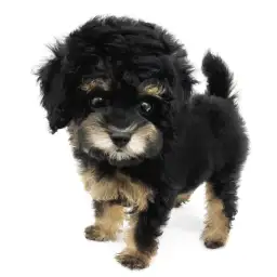 トイ・プードル