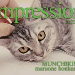 【 マンチカン 】多頭飼いも夢じゃない!超フレンドリーな生後6ヶ月の短足ニャンコ