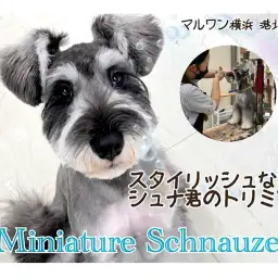 【 ミニチュア・シュナウザー 】7ヶ月のシュナ君のトリミングの様子