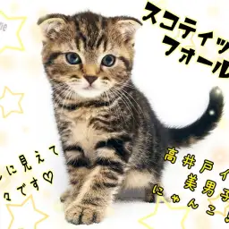 【 スコティッシュフォールド 】ギャップ萌え必須!高井戸1の美男子にゃんこ!