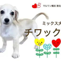 【 ミックス 】茶目っ気たっぷり4ヶ月のチワックスちゃん