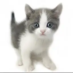 ブリティッシュショートヘア