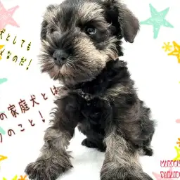 【 ミニチュアシュナウザー 】歴代No.1の甘えんぼ！賢さ抜群！魅力的な室内犬！
