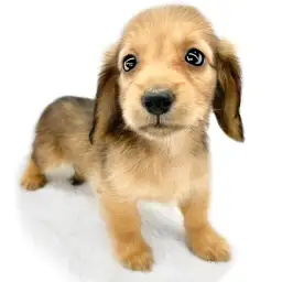 カニンヘン・ダックスフント