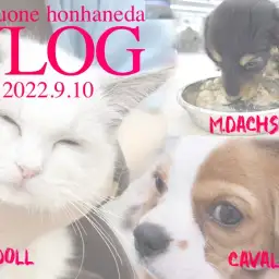 【 9/10本羽田店VLOG 】キャバリア・ラグドール・Mダックスの日常