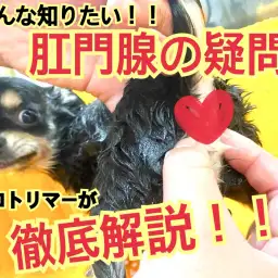 【元町トリミング】肛門腺ってこれで絞れてる？？必見！！プロが解説！！