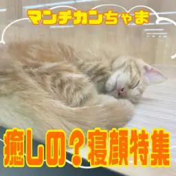 【 マンチカン 】赤い被毛が美しいマンちゃんの愛らしい寝顔特集!