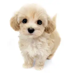 MIX（マルチーズ×トイプードル）