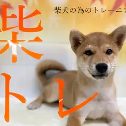 【 柴トレ 】柴犬マニアプレゼンツ!柴犬に特化したトレーニング方法!