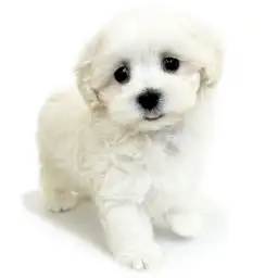 MIX（マルチーズ×トイプードル）