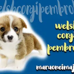 【 コーギー 】超短足の桃尻ガール!ワンちゃんビギナー必見のポイント3つをご紹介