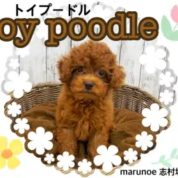 【 トイプードル 】見た目、性格パーフェクトもふもふワンコ