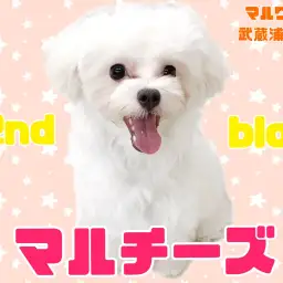 【 マルチーズ 】生後8ヶ月で2.8kg！小さめサイズの飼いやすい男の子！