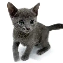 ロシアンブルー