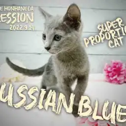 【 ロシアンブルー 】幼きににして美しきプロポーションを持った子猫を特集！