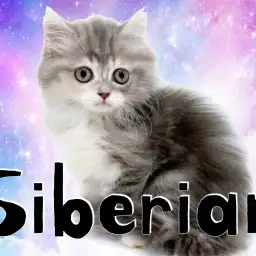 【 サイベリアン 】優しい顔と優しい色を持つパステルキャット登場!