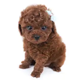 トイ・プードル