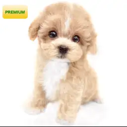 MIX（マルチーズ×トイプードル）