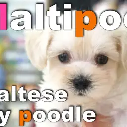 【 マルプー 】ホワイトコートがトレードマークのオンリーワンコ登場！