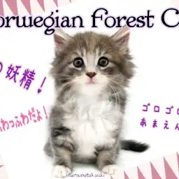 【 ノルウェージャンフォレストキャット 】ふわふわ甘えんぼ!美しき森の妖精!