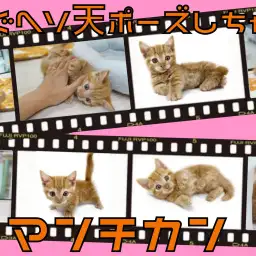 【 マンチカン 】短足チャトランが超絶可愛い!大倉山流子猫物語!