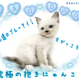 【 ラグドール 】永遠のブルーアイ！飼いやすさ抜群！究極のだっこちゃん！