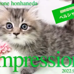 【 ペルシャ 】天性の度胸を持ったフレンドリーキャット王子！