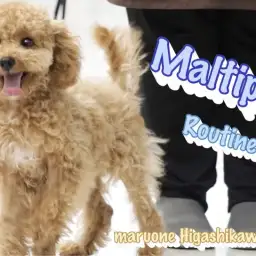 【 MIX(マルチーズ×トイプードル) 】マルプーちゃんのルーティンブログ