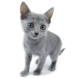 ロシアンブルー