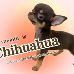 【 チワワ 】大きなお耳に長いシッポ!つるりんボディの男の子