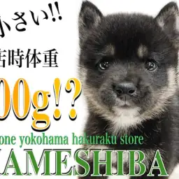 【 豆柴 】生後2ヶ月で体重600g！手乗りサイズで超小柄な黒豆柴！