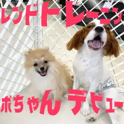 【 9/26大倉山店ショートブログ 】ポポちゃんのフレンドトレーニングデビュー!