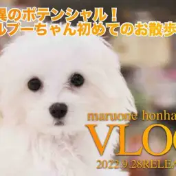 【 本羽田店VLOG 】驚愕のポテンシャル!マルプーちゃんのお散歩デビュー編!