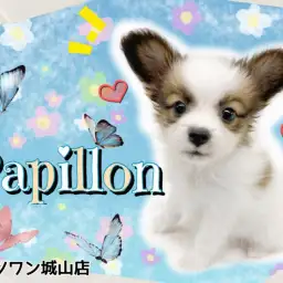 【 パピヨン 】大きな耳がトレードマーク！ウサギのようなプリティドッグ