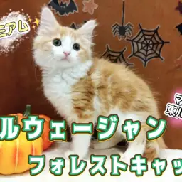 【 ノルウェージャンフォレストキャット 】激カワ！プレミアムキャットを徹底解剖！