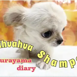 【 お手入れ】ドキドキ!今日はチワワちゃんのシャンプーの日!!