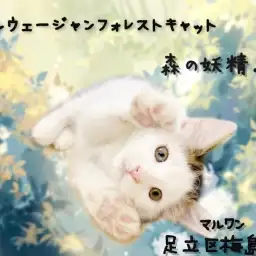 【 ノルウェージャンフォレストキャット 】甘えん坊な森の妖精ちゃん