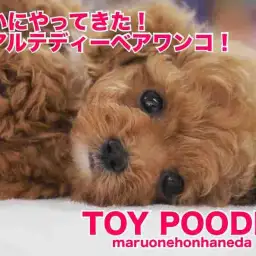 【 トイプードル 】究極のリアルテディベアがマルワン本羽田店にやってきた！