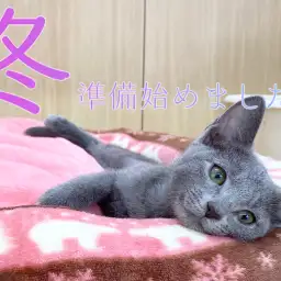 【冬の準備】猫ちゃん大喜び!!ふわふわベット導入!!
