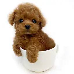 トイ・プードル