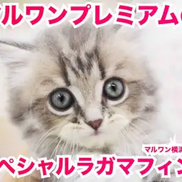 【 ラガマフィン プレミアム 】性格も食欲もルックスも！神の申し子的にゃんこ！