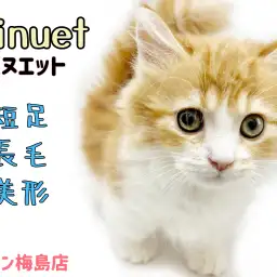 【 ミヌエット 】性格も良し！短足、長毛、美形のスーパーキャット登場！！