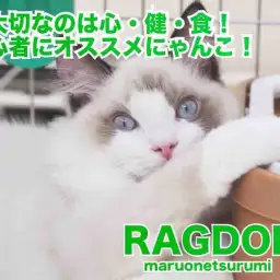 【 ラグドール 】心と健康と食欲を兼ね備えた初心者必見の大注目にゃんこ!